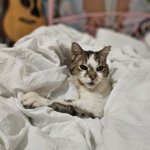 Miss Anna came to us with a front leg needing to be amputated and chemical burns along her back She
