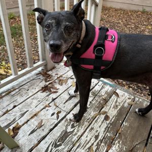 Bella, Senior Female unknown