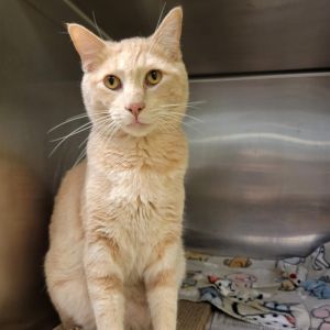 Nigel, Adult Male Domestic Short Hair