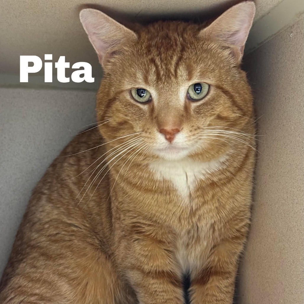 Pita 250159