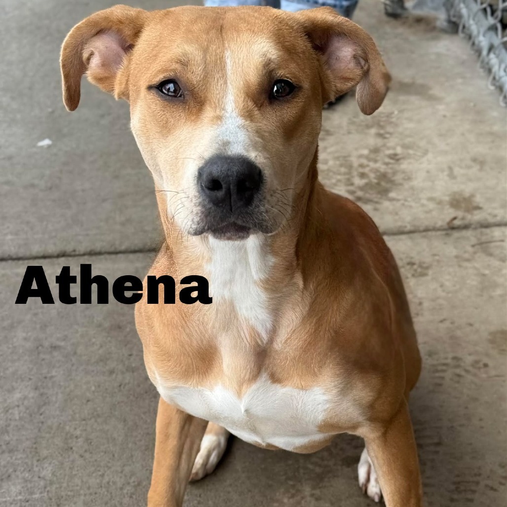 Athena 250187, an adoptable Mixed Breed in Escanaba, MI, 49829 | Photo Image 1