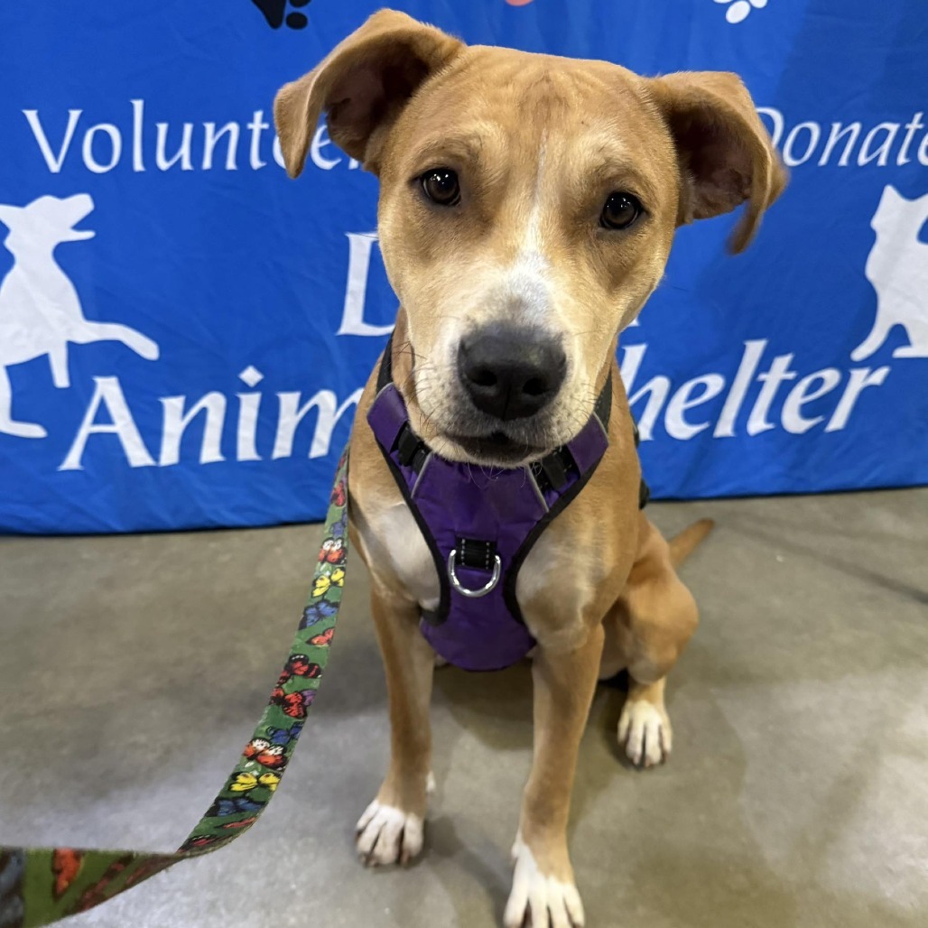 Athena 250187, an adoptable Mixed Breed in Escanaba, MI, 49829 | Photo Image 2