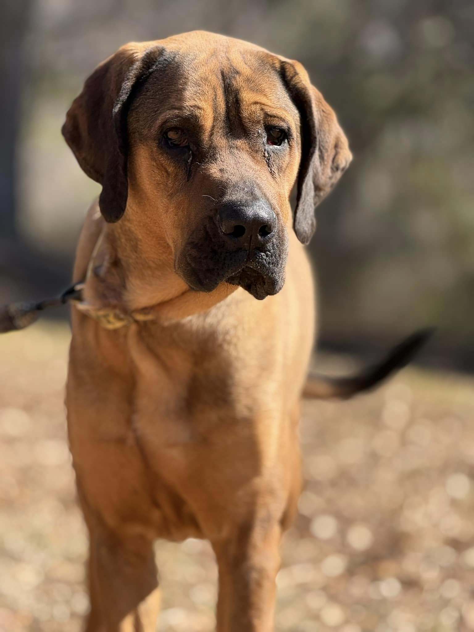 Talley, an adoptable Bloodhound, Redbone Coonhound in Attalla, AL, 35954 | Photo Image 1
