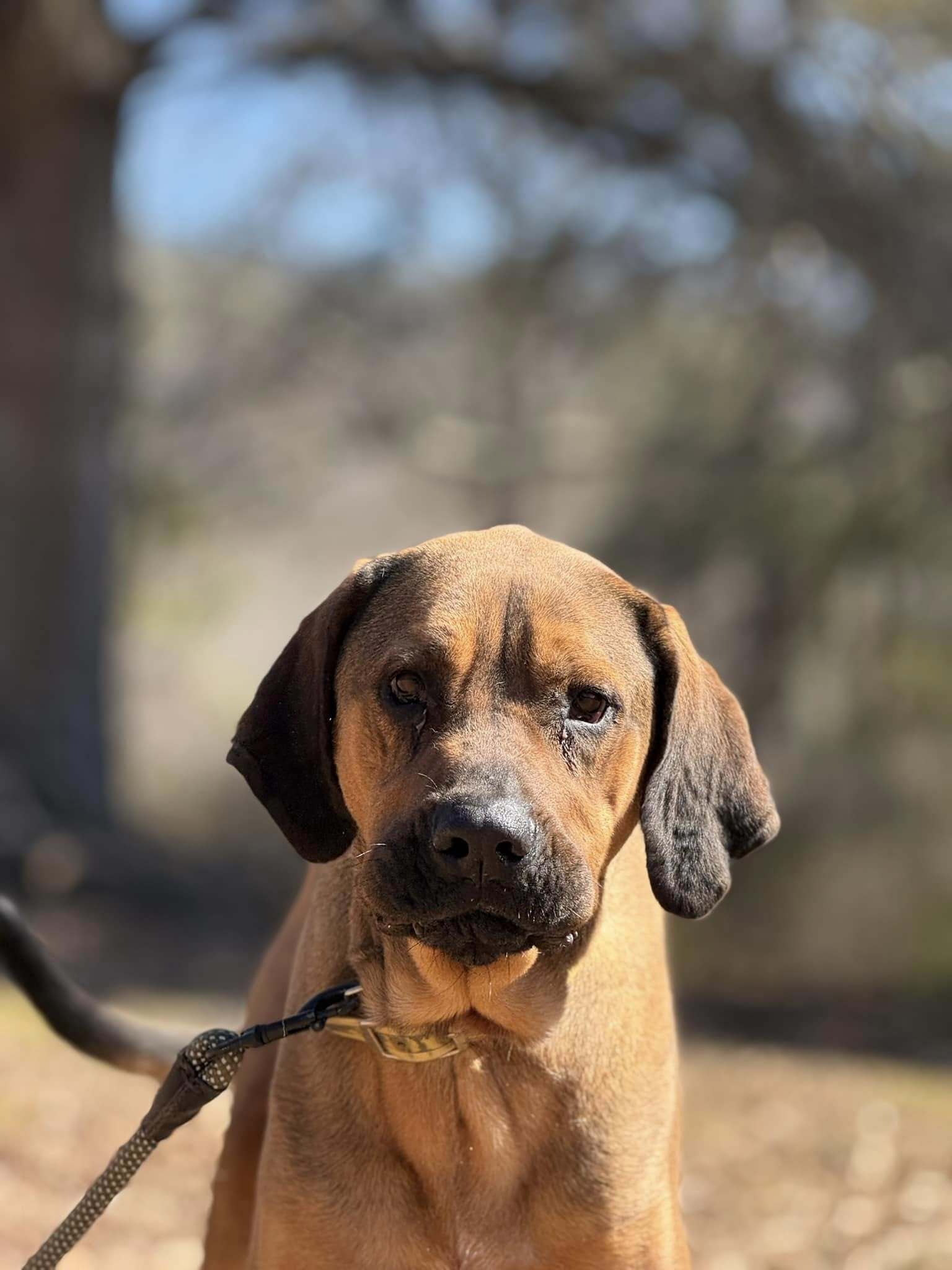 Talley, an adoptable Bloodhound, Redbone Coonhound in Attalla, AL, 35954 | Photo Image 2