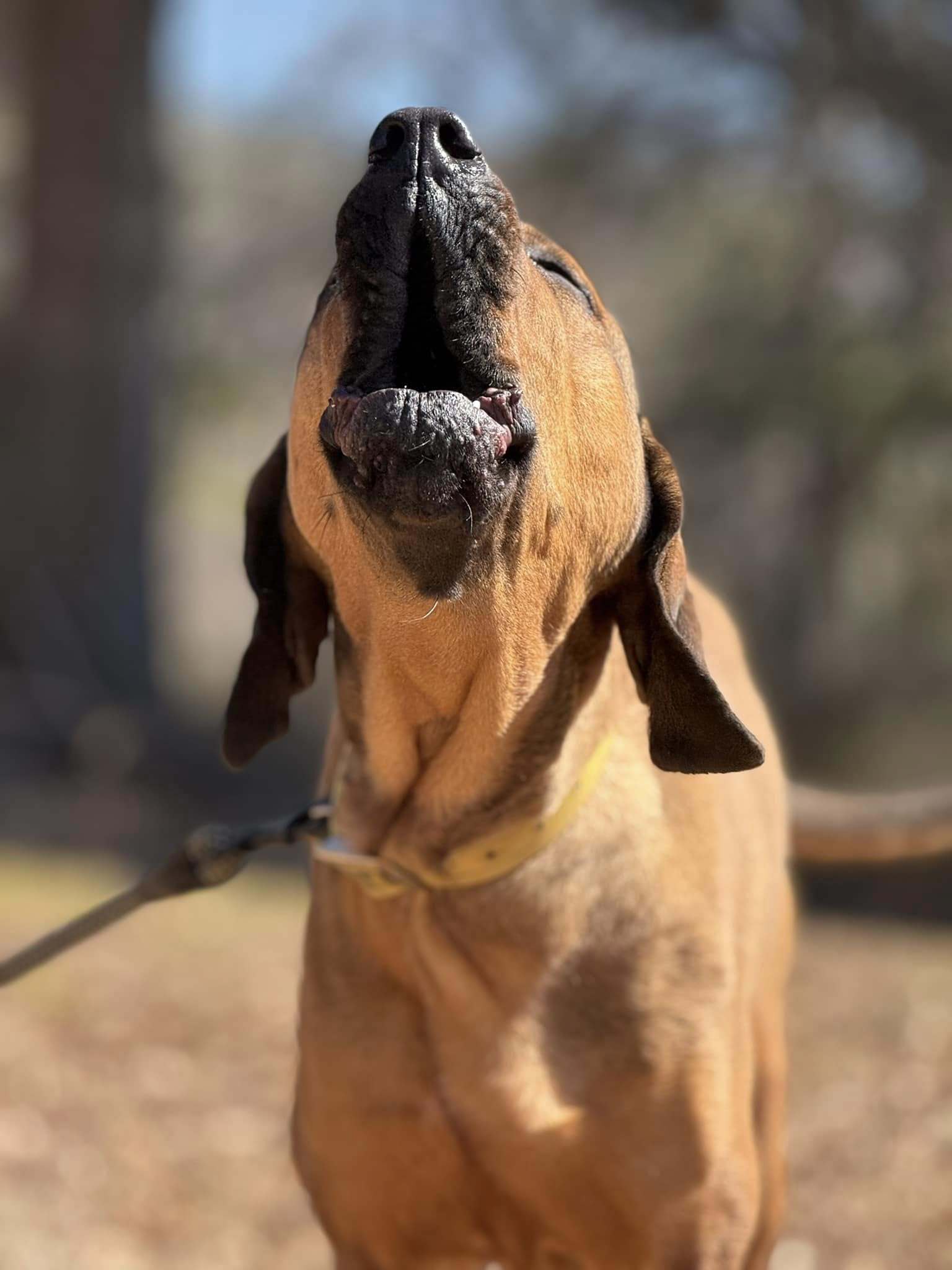Talley, an adoptable Bloodhound, Redbone Coonhound in Attalla, AL, 35954 | Photo Image 3