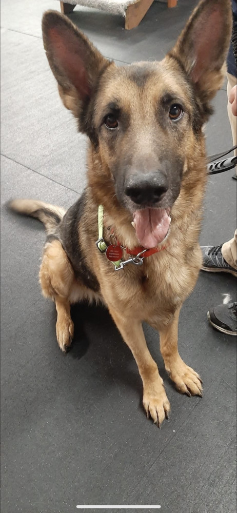 Kirby, an adoptable German Shepherd Dog in Suamico, WI, 54173 | Photo Image 2