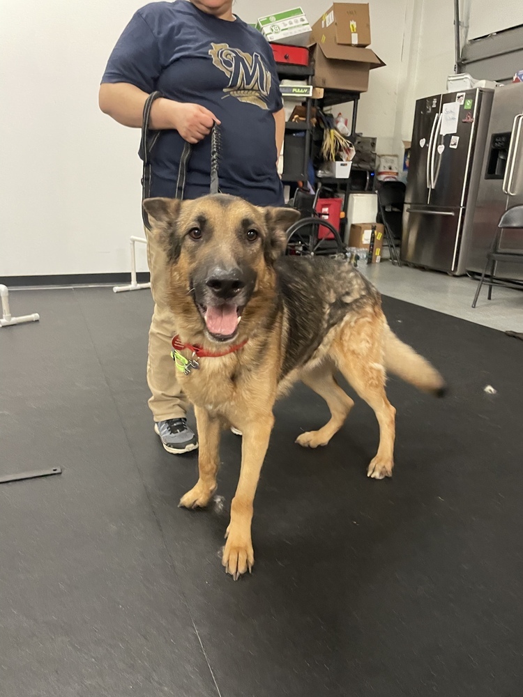 Kirby, an adoptable German Shepherd Dog in Suamico, WI, 54173 | Photo Image 3