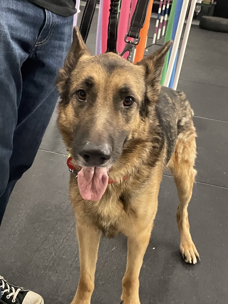 Kirby, an adoptable German Shepherd Dog in Suamico, WI, 54173 | Photo Image 4