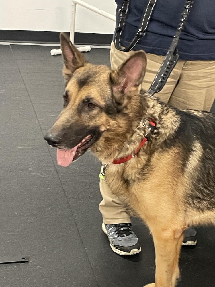 Kirby, an adoptable German Shepherd Dog in Suamico, WI, 54173 | Photo Image 6