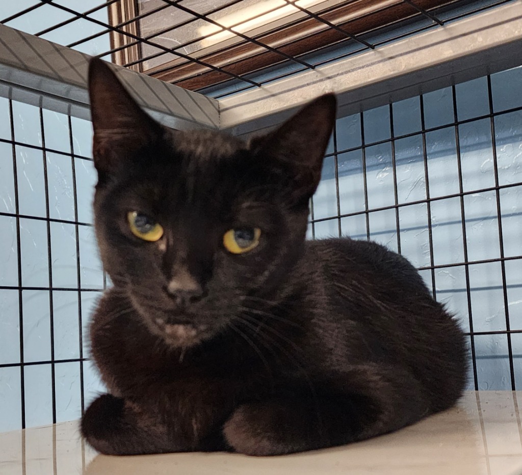 Sugar Plum, an adoptable Domestic Short Hair in Gold Beach, OR, 97444 | Photo Image 1