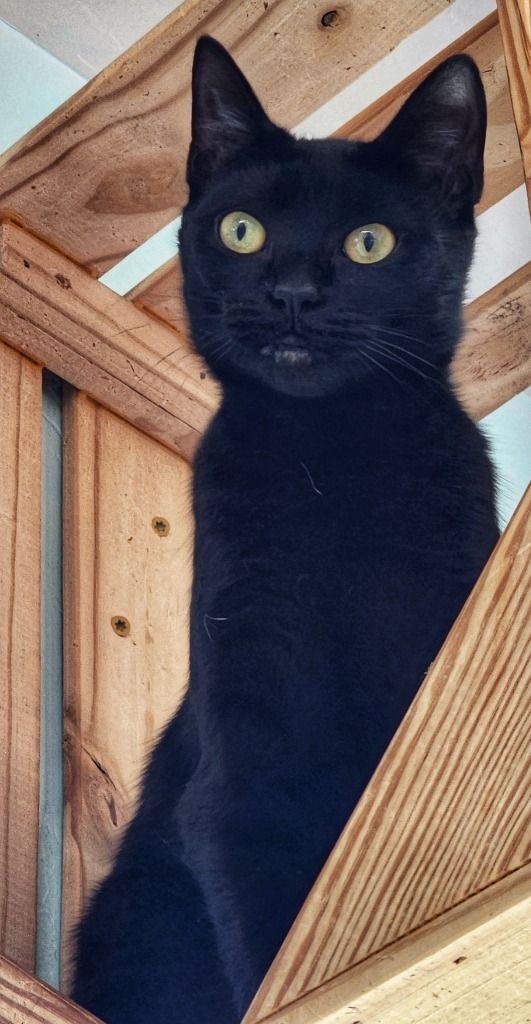 Sugar Plum, an adoptable Domestic Short Hair in Gold Beach, OR, 97444 | Photo Image 1