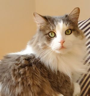 Watson, Adult Male unknown