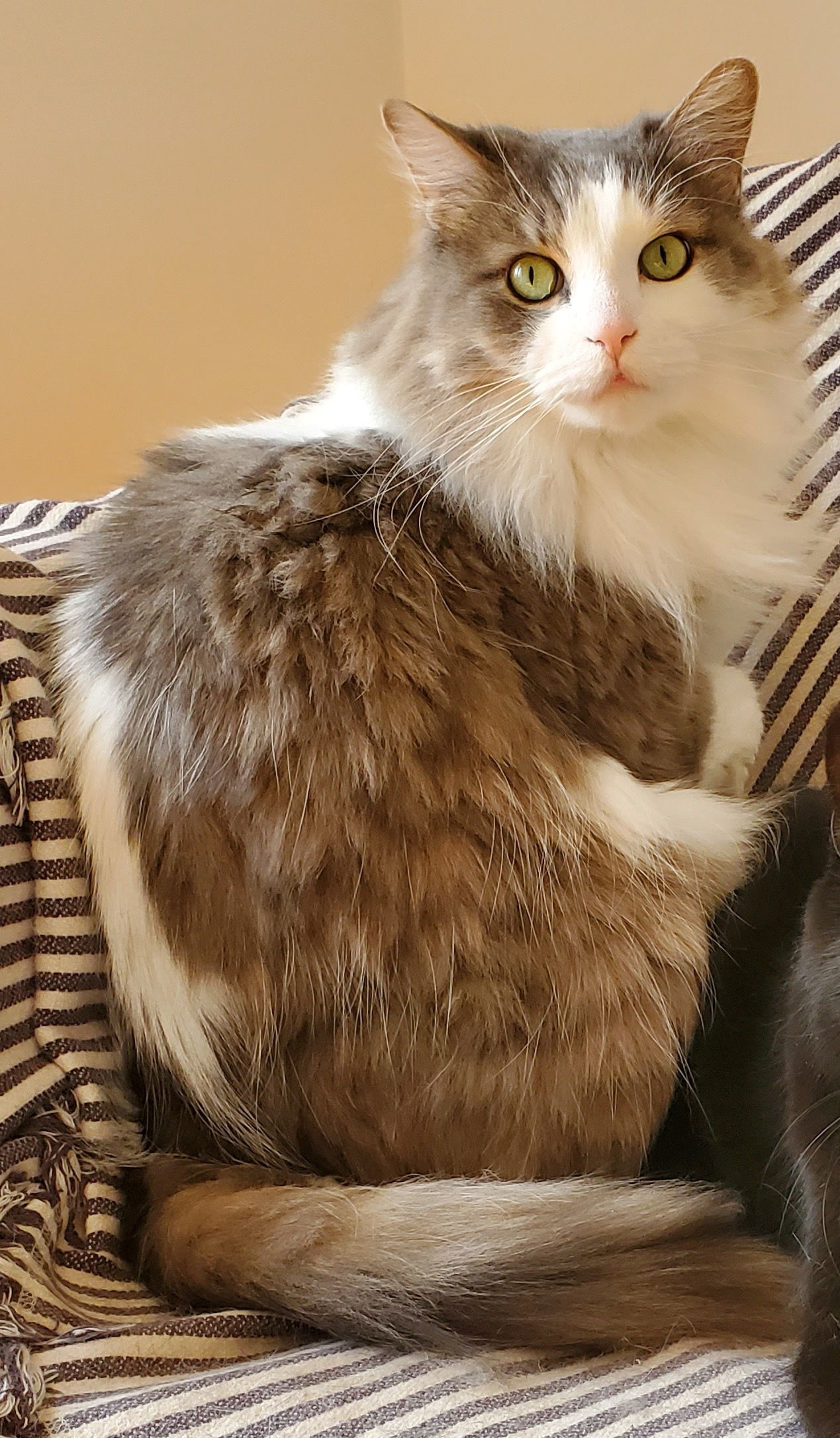 Watson