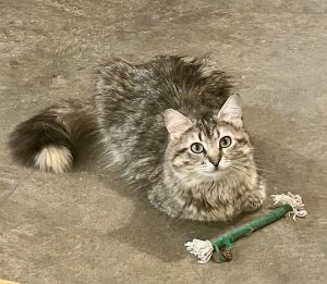 Isabella