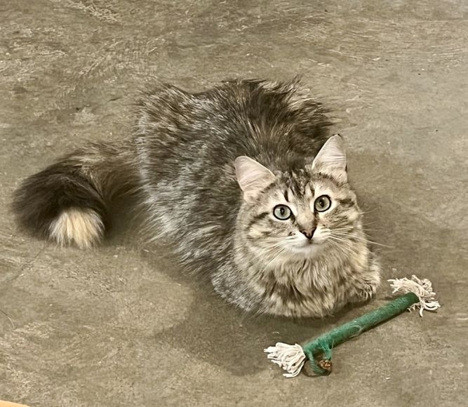Isabella