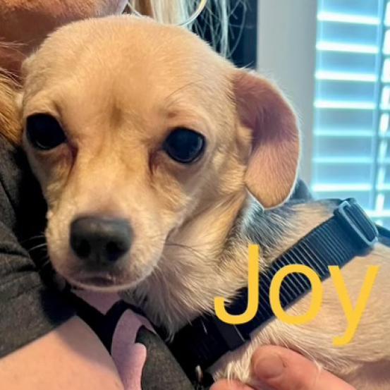 Joy (Dallas)