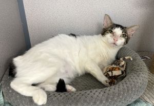 Alysheba, Adult Female Domestic Short Hair