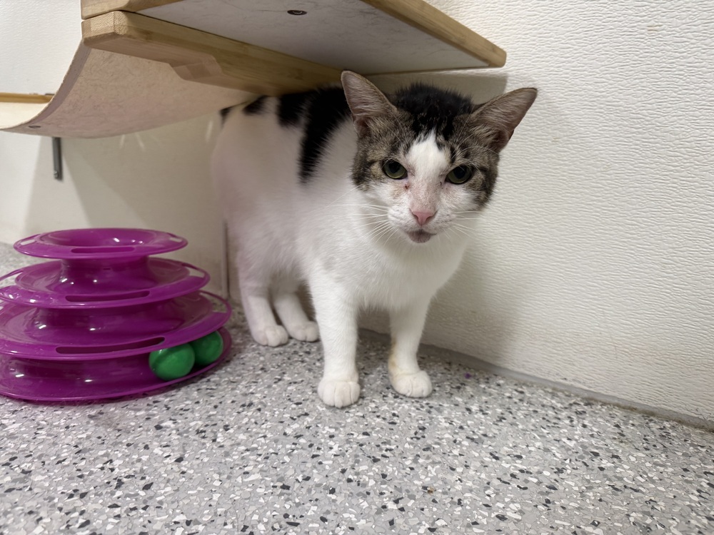 Alysheba, an adoptable Domestic Short Hair in Fort Walton Beach, FL, 32548 | Photo Image 1