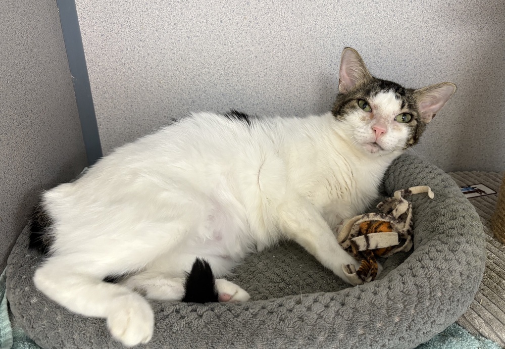 Alysheba, an adoptable Domestic Short Hair in Fort Walton Beach, FL, 32548 | Photo Image 2