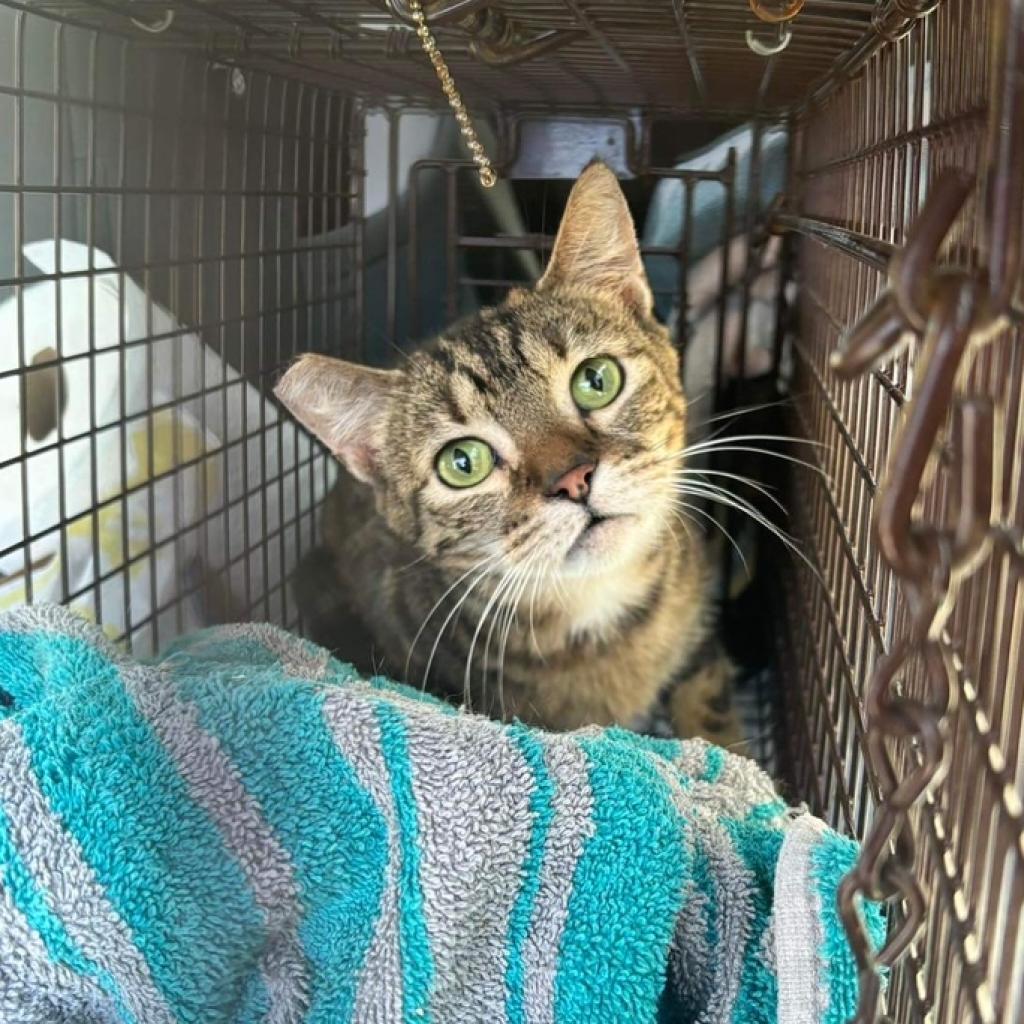 Geraldine, an adoptable Domestic Short Hair in Nampa, ID, 83686 | Photo Image 2