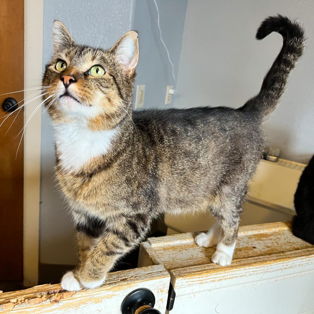 Chatty Charlie, an adoptable Domestic Short Hair in Nampa, ID, 83686 | Photo Image 1
