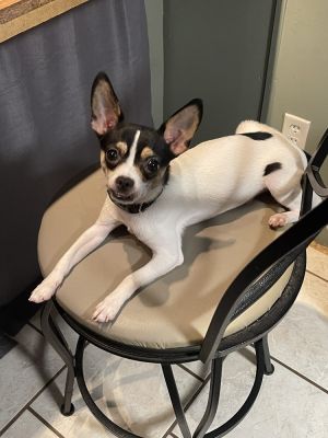 Scout