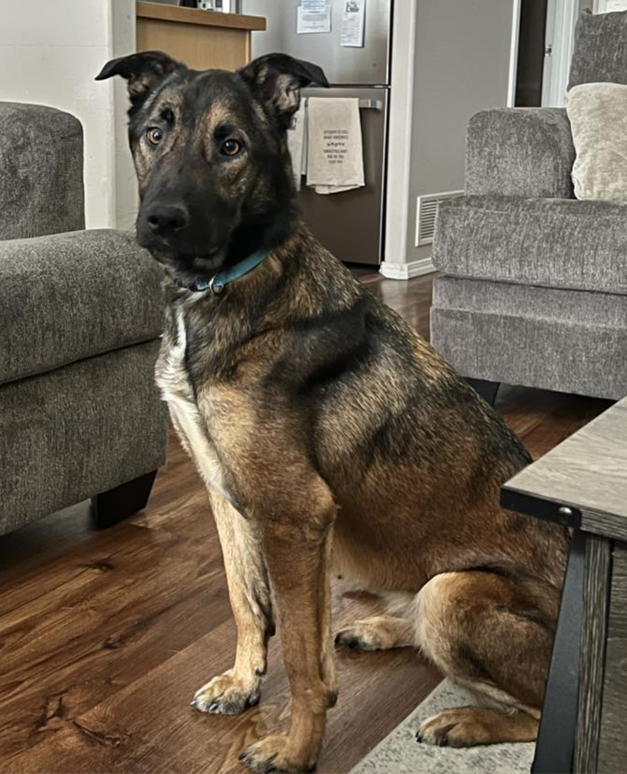Stella