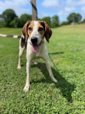 Knuckles is a two-year-old male Coonhound and hes full of energy Hes a tall guy but only weighs 5