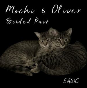 Oliver, Adult Male Domestic Short Hair