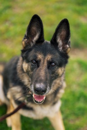 Ziba, Senior Female unknown