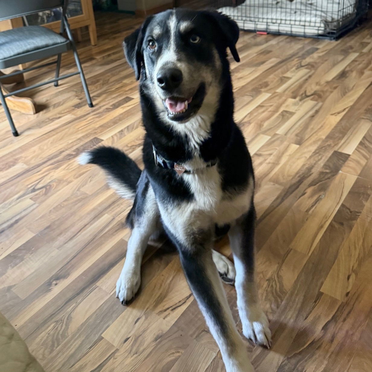 Conway, an adoptable Husky in Fargo, ND, 58103 | Photo Image 1