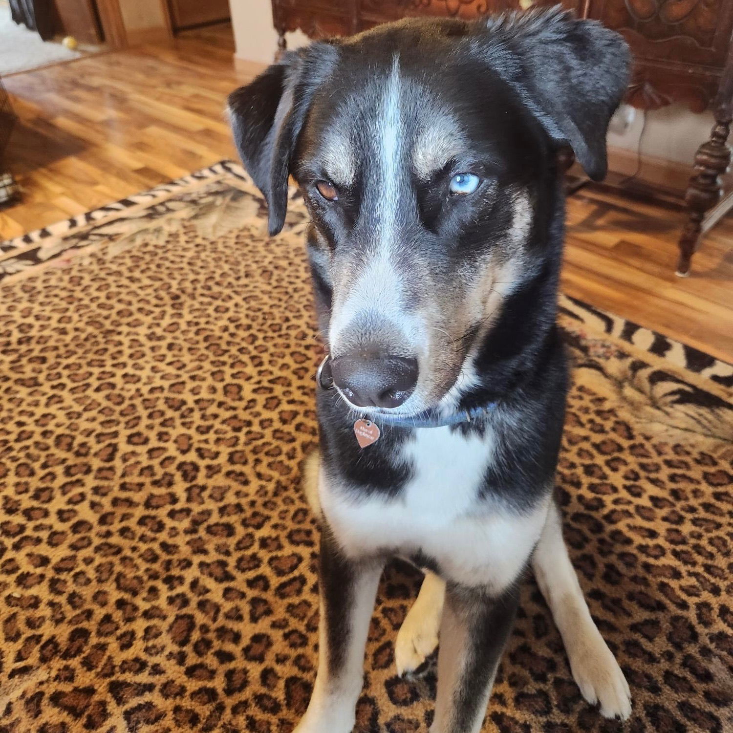 Conway, an adoptable Husky in Fargo, ND, 58103 | Photo Image 2