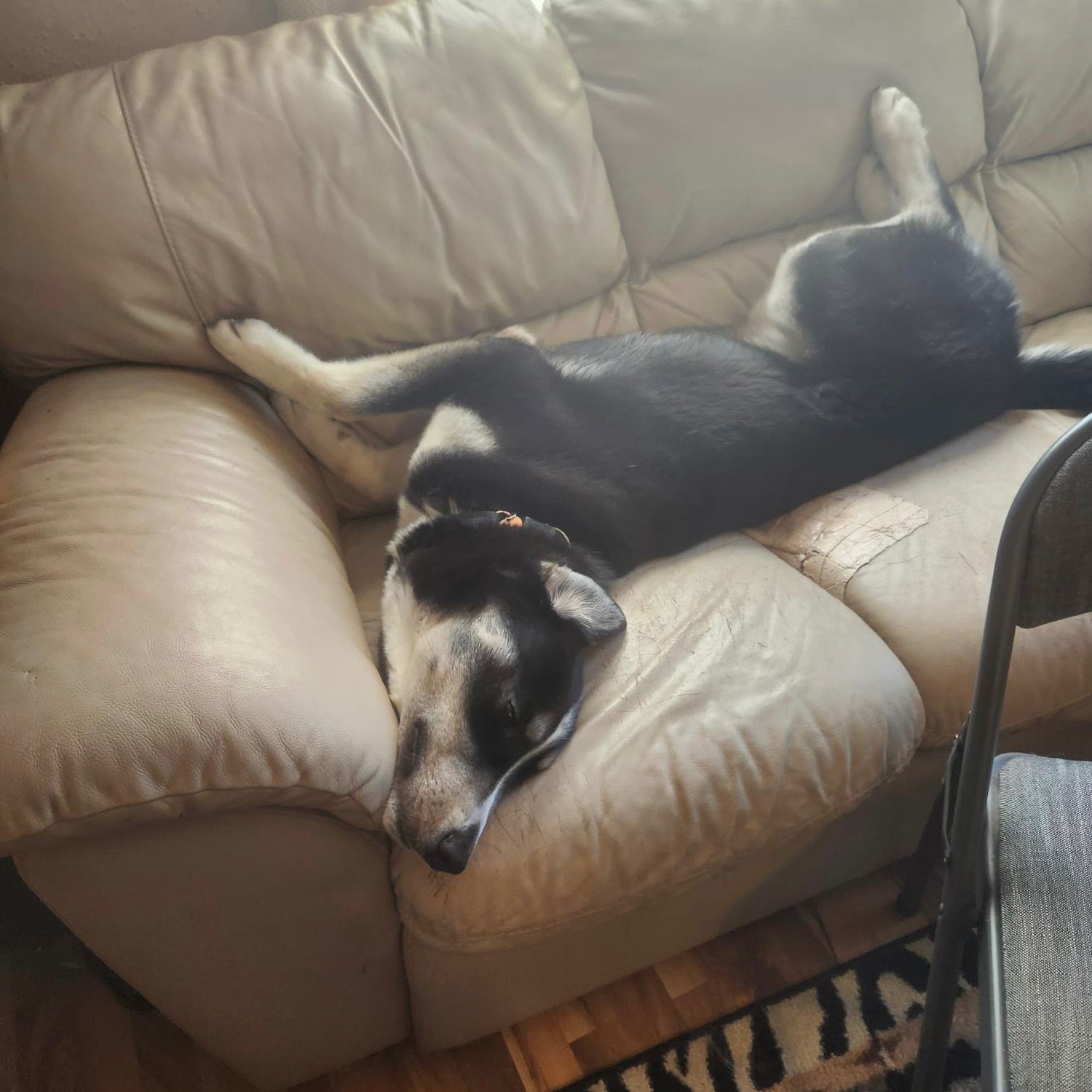 Conway, an adoptable Husky in Fargo, ND, 58103 | Photo Image 3