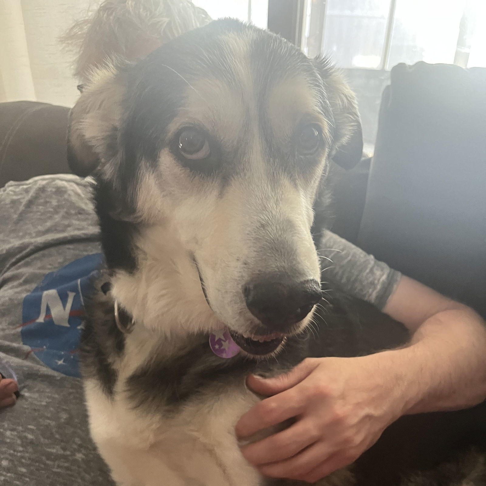 Forty, an adoptable Husky in Fargo, ND, 58103 | Photo Image 3