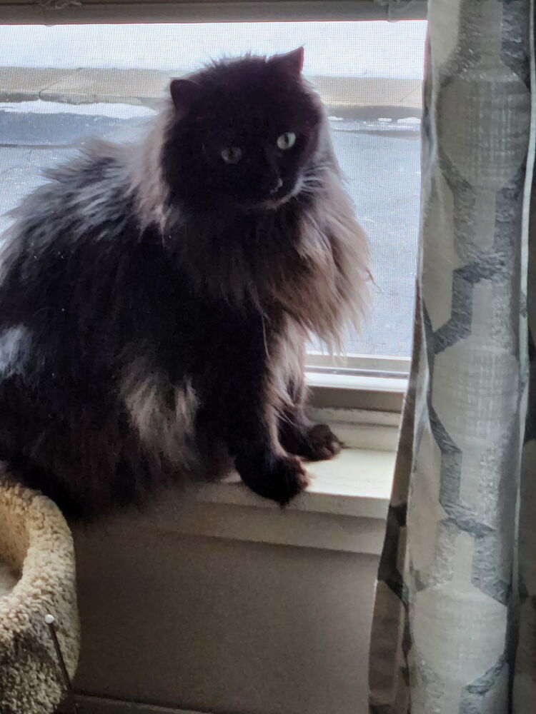 Miss Kitty