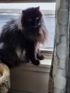 Miss Kitty photo 1