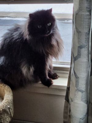 Miss Kitty, Adult Female unknown