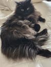 Miss Kitty photo 2