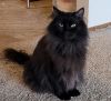 Miss Kitty photo 3