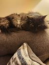 Miss Kitty photo 4