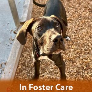 FOSTER CARE Hi there My name is Ted and Im a 6-month-old neutered Great Dane mix that currently 