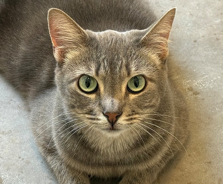 Hikari