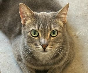 Hikari, Adult Female Domestic Medium Hair