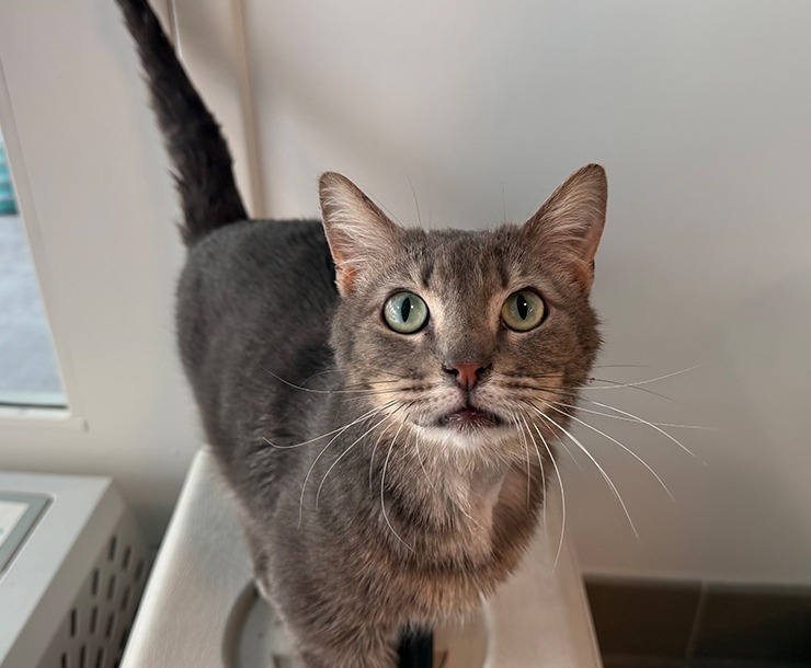 Hikari, an adoptable Domestic Medium Hair in Sultan, WA, 98294 | Photo Image 2