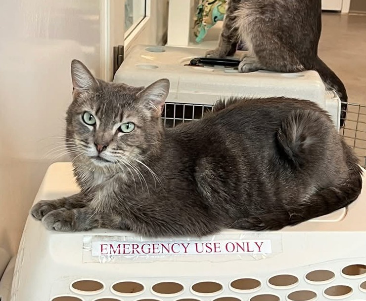 Hikari, an adoptable Domestic Medium Hair in Sultan, WA, 98294 | Photo Image 3