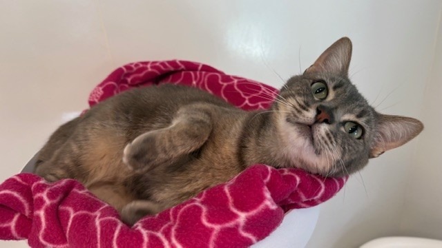 Hikari, an adoptable Domestic Medium Hair in Sultan, WA, 98294 | Photo Image 4