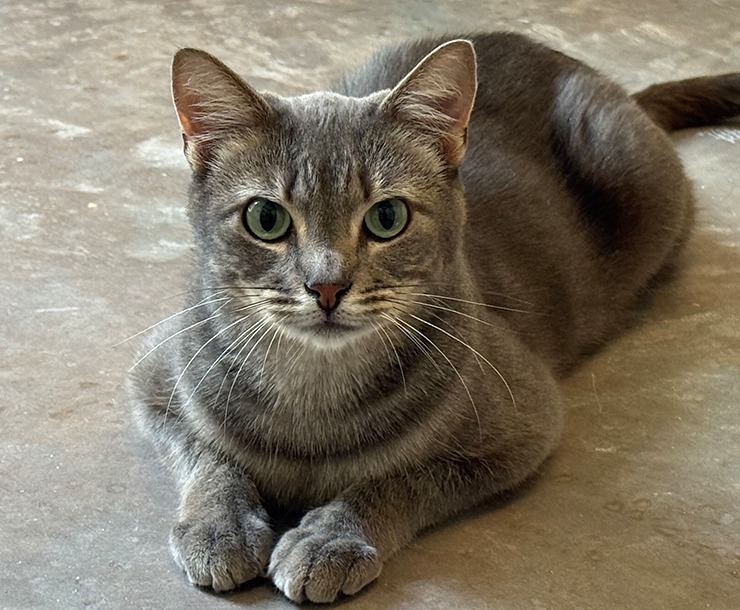 Hikari, an adoptable Domestic Medium Hair in Sultan, WA, 98294 | Photo Image 5
