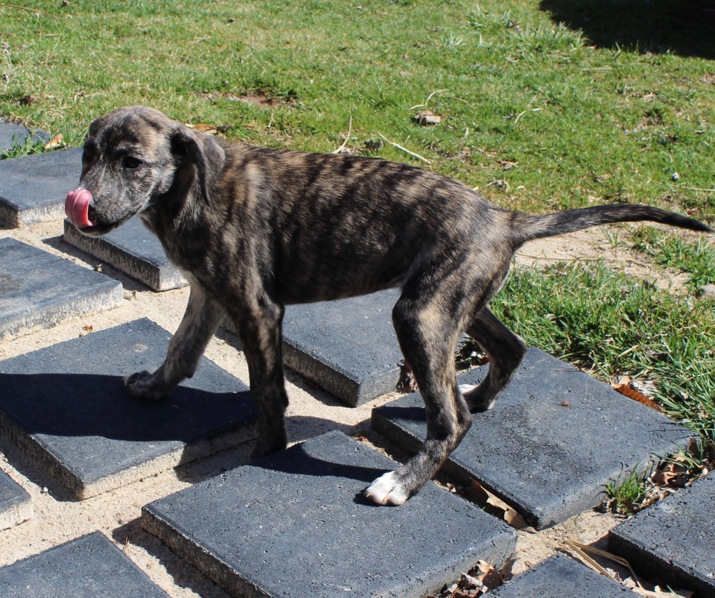 Arrow, an adoptable Affenpinscher in Parsons, WV, 26287 | Photo Image 1