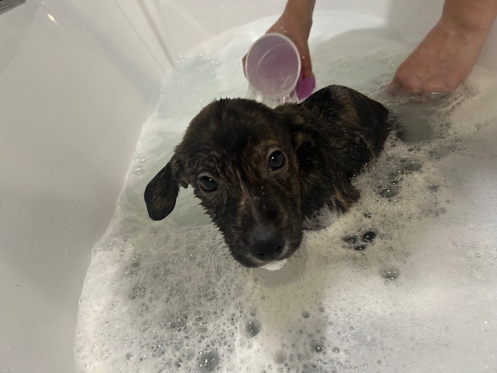 Arrow, an adoptable Affenpinscher in Parsons, WV, 26287 | Photo Image 3