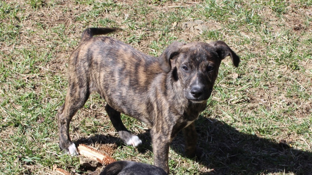 Arrow, an adoptable Affenpinscher in Parsons, WV, 26287 | Photo Image 4